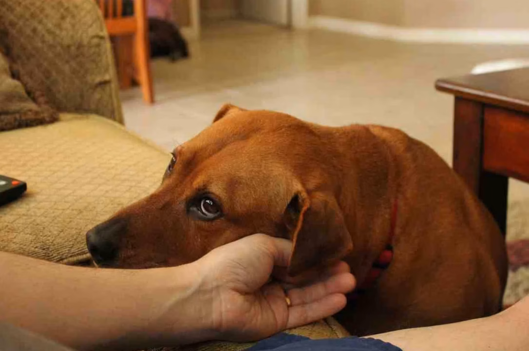 Apprendre le rappel à son chien : méthode pas à pas