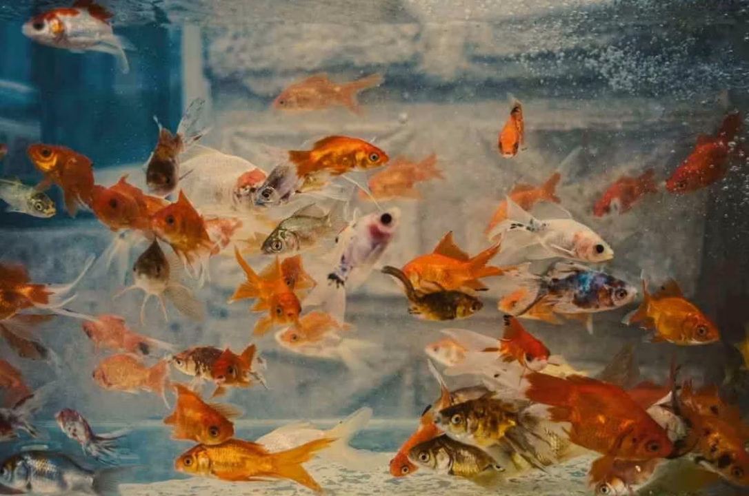 Un aquarium qui fuit : d&rsquo;où vient le problème et comment le régler ?