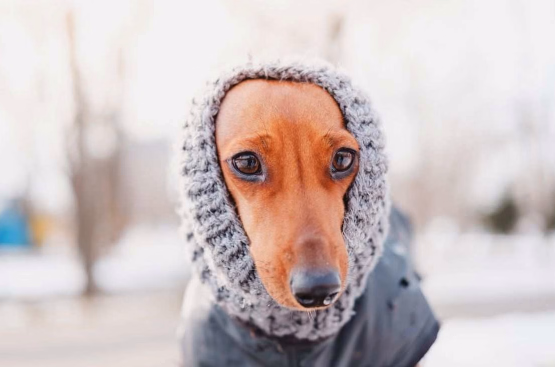 Bonnet chien : est-il vraiment utile contre le froid ?