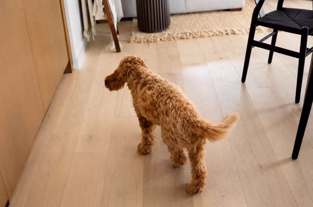 Mon chien est anxieux seul à la maison : que faire ?