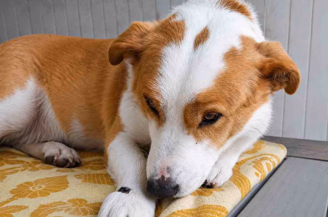 Pourquoi mon chien tire en laisse : 5 causes fréquentes