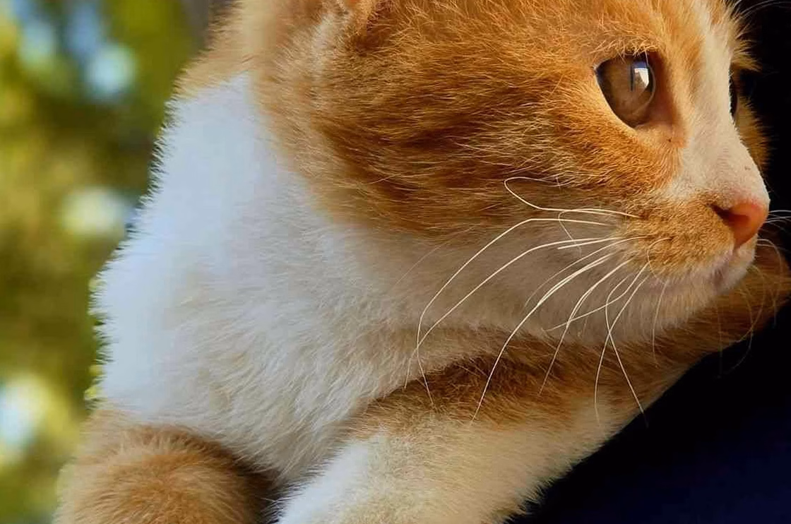 Décrypter le comportement du chat pour améliorer son bien-être