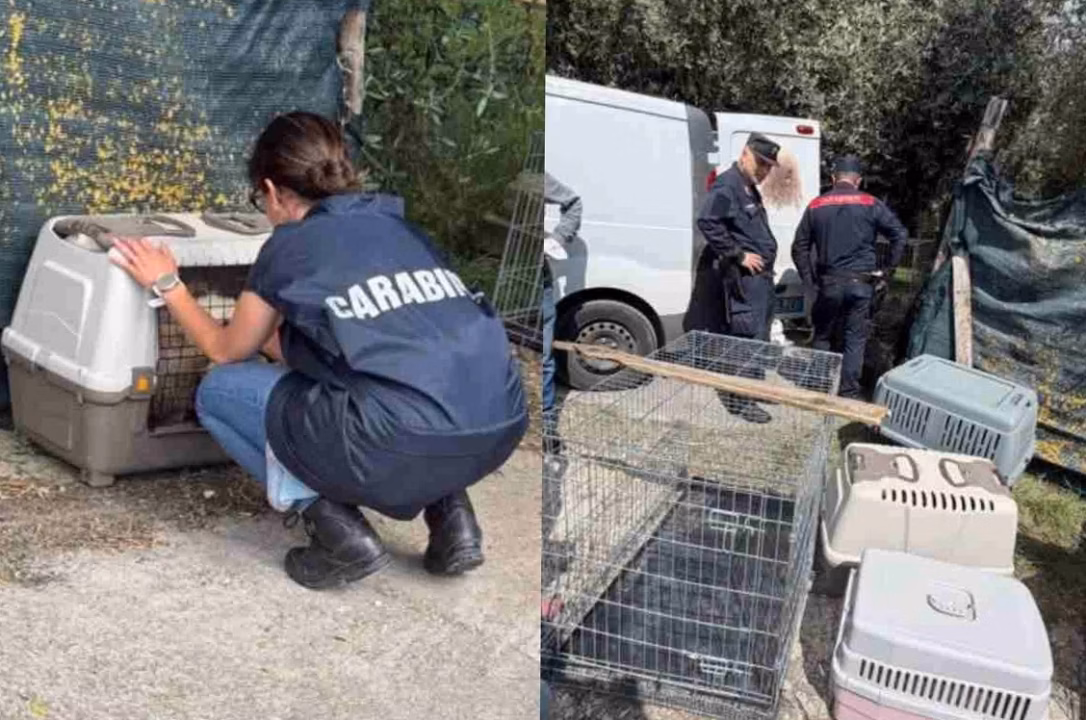 Évalou : la maison d&rsquo;édition seine-et-marnaise engagée pour la protection animale