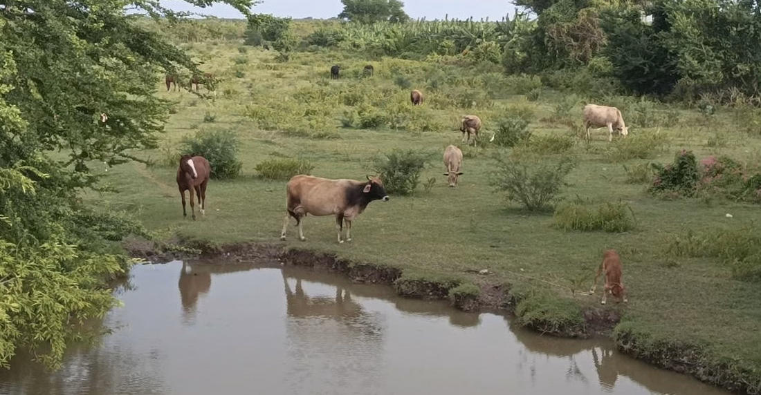 À la Ferme du Monde : bains, irrigation et alimentation sur mesure pour préserver la vie de 400 animaux face à la sécheresse
