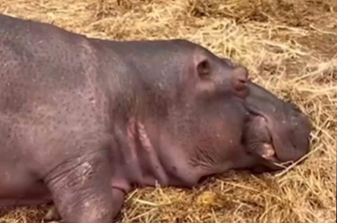 Un nouveau miracle au zoo de Cerza : la naissance d’un bébé rhinocéros se porte à merveille !