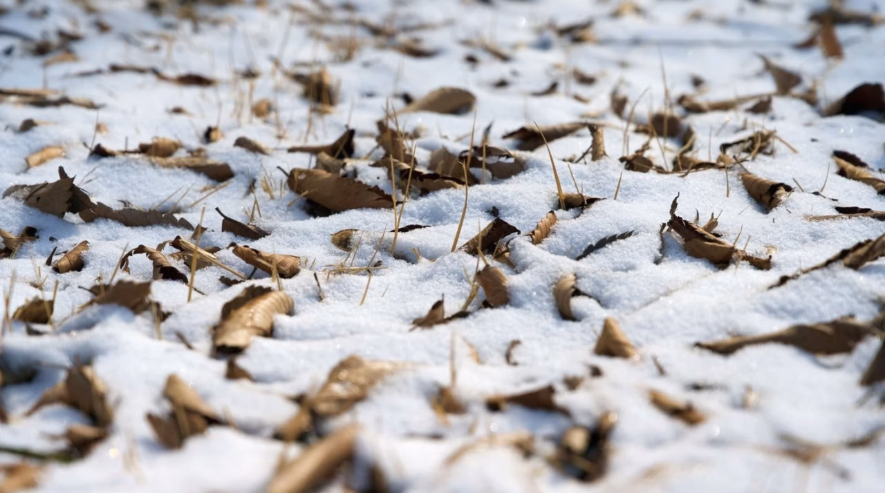 Panthère des neiges : 7 choses à savoir sur ce félin rare