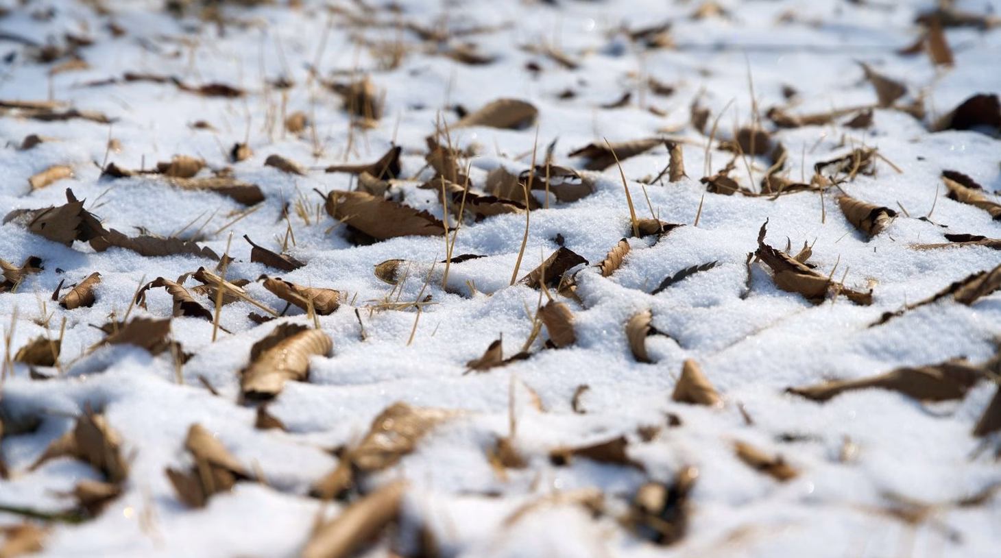 Panthère des neiges : 7 choses à savoir sur ce félin rare