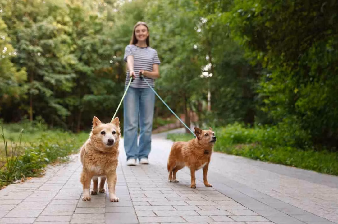 Protection coffre pour chien : 7 critères pour bien choisir