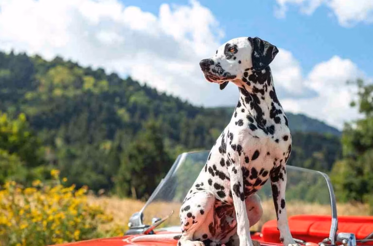 Urne pour chien : combien coûte un modèle adapté ?