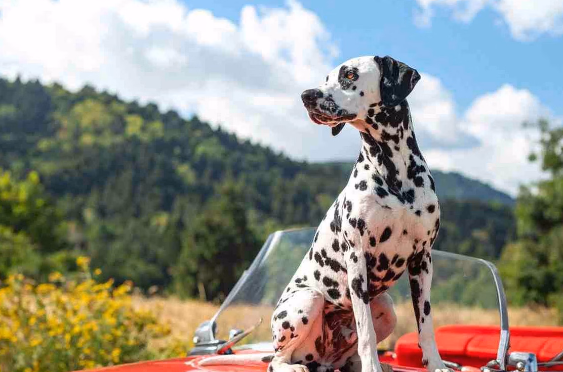 Urne pour chien : combien coûte un modèle adapté ?