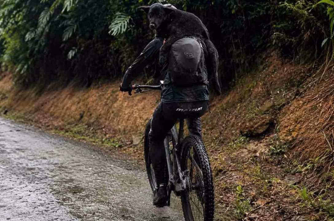 « Vélos, carrioles et animaux : quand le bac devient un véritable carrefour animé »